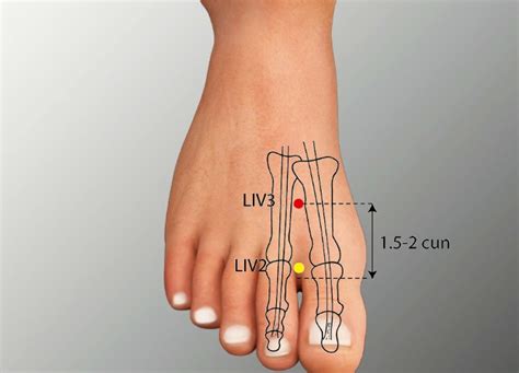 3 lv agopuntura|liv 3 acupuncture point.